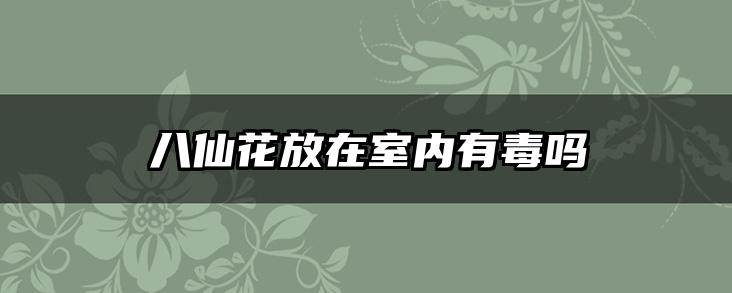 八仙花放在室内有毒吗