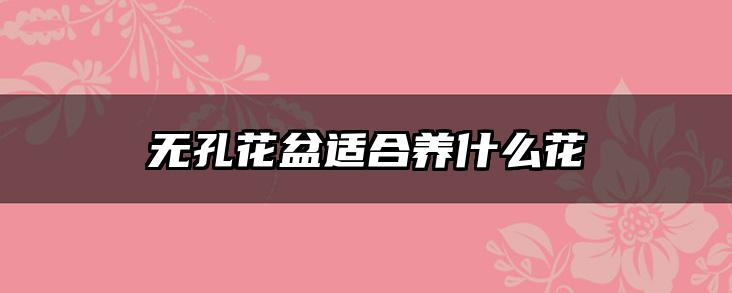 无孔花盆适合养什么花