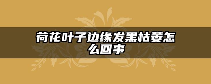 荷花叶子边缘发黑枯萎怎么回事