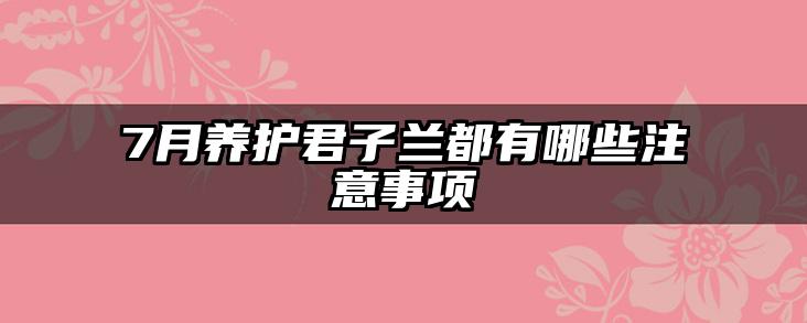7月养护君子兰都有哪些注意事项