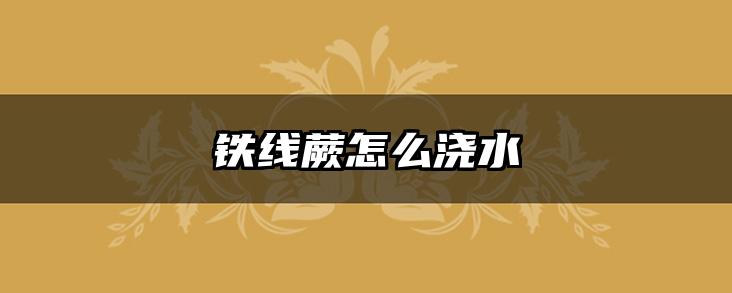 铁线蕨怎么浇水