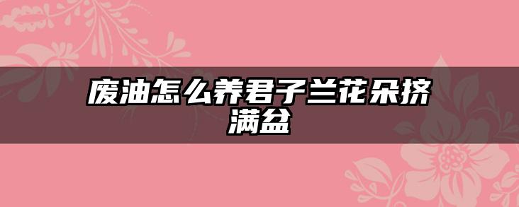废油怎么养君子兰花朵挤满盆