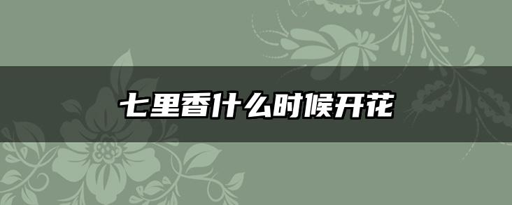 七里香什么时候开花