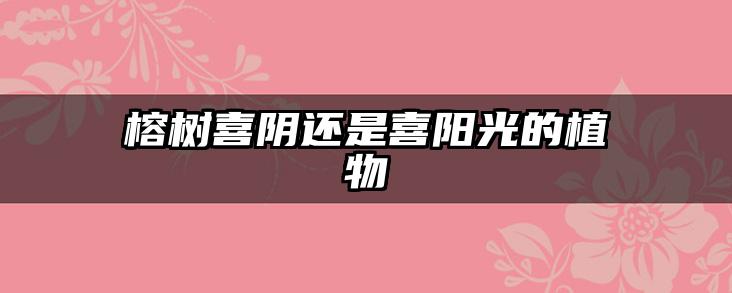 榕树喜阴还是喜阳光的植物