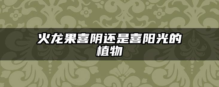 火龙果喜阴还是喜阳光的植物