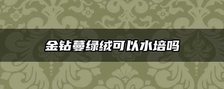 金钻蔓绿绒可以水培吗