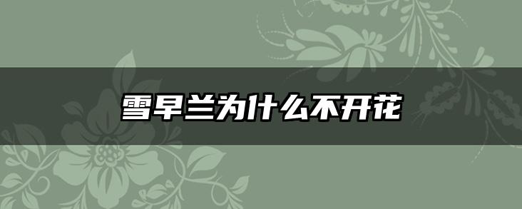 雪早兰为什么不开花