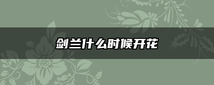 剑兰什么时候开花