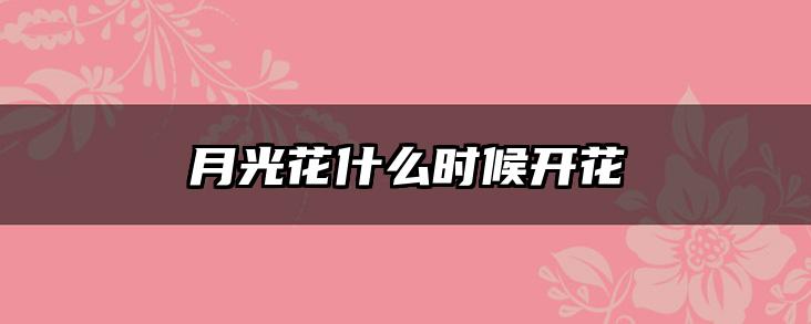月光花什么时候开花
