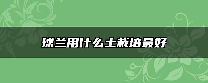 球兰用什么土栽培最好