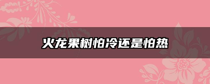 火龙果树怕冷还是怕热