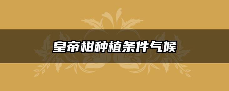 皇帝柑种植条件气候