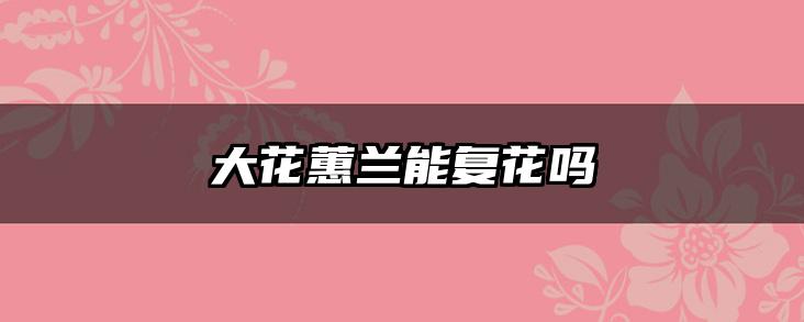 大花蕙兰能复花吗