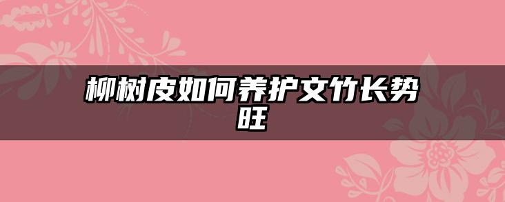 柳树皮如何养护文竹长势旺