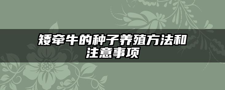 矮牵牛的种子养殖方法和注意事项