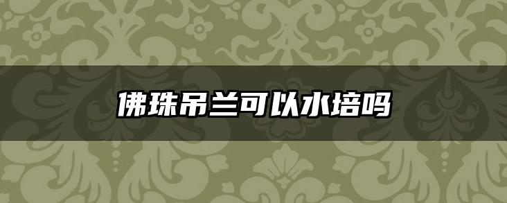佛珠吊兰可以水培吗