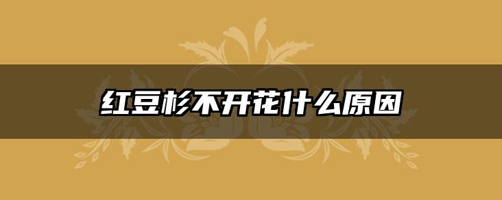 红豆杉不开花什么原因