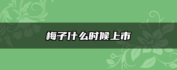 梅子什么时候上市