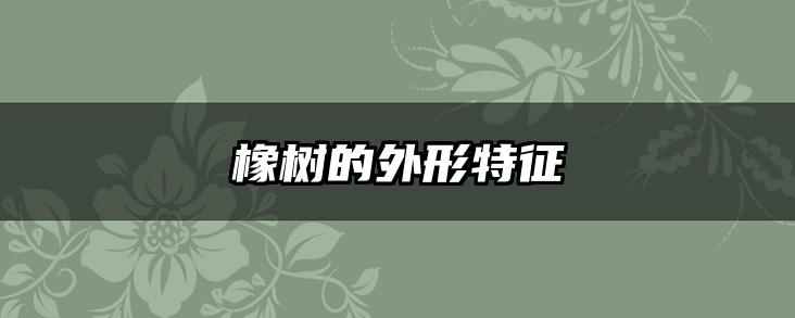 橡树的外形特征