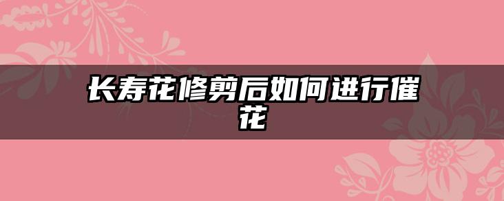 长寿花修剪后如何进行催花