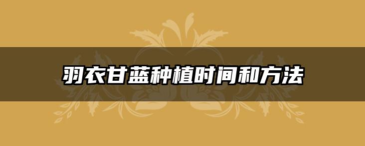 羽衣甘蓝种植时间和方法