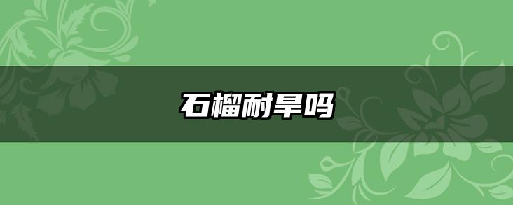 石榴耐旱吗