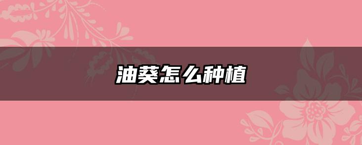油葵怎么种植