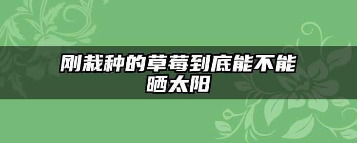 刚栽种的草莓到底能不能晒太阳