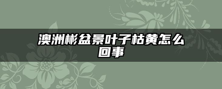 澳洲彬盆景叶子枯黄怎么回事