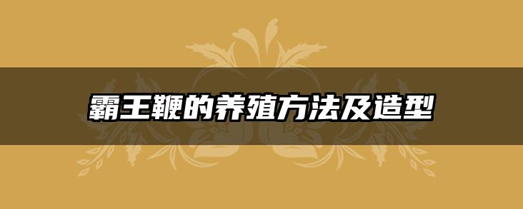 霸王鞭的养殖方法及造型