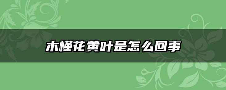 木槿花黄叶是怎么回事