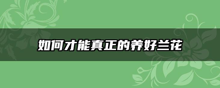 如何才能真正的养好兰花