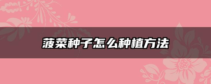 菠菜种子怎么种植方法