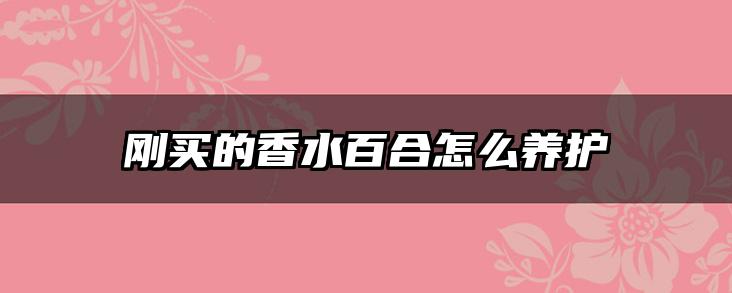 刚买的香水百合怎么养护