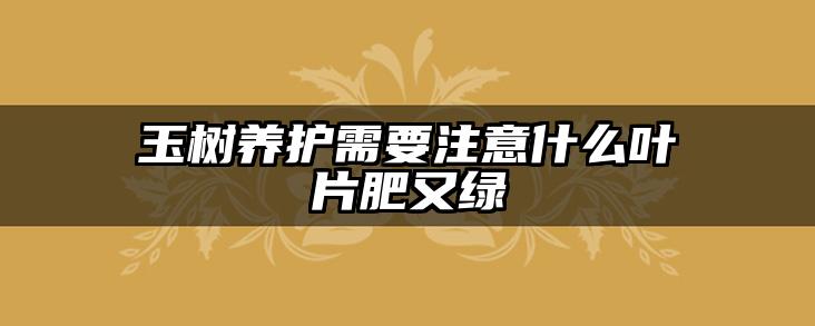 玉树养护需要注意什么叶片肥又绿