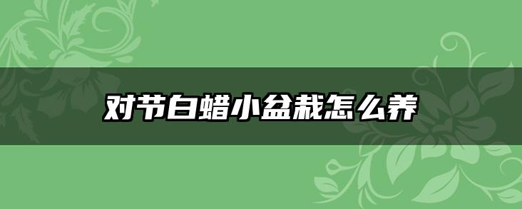 对节白蜡小盆栽怎么养