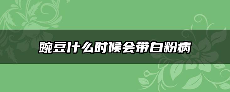 豌豆什么时候会带白粉病