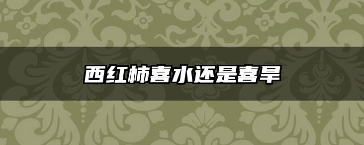 西红柿喜水还是喜旱