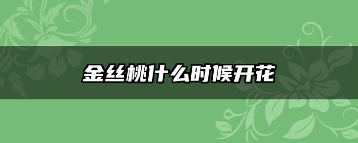 金丝桃什么时候开花