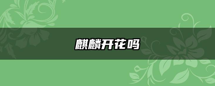麒麟开花吗