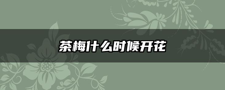 茶梅什么时候开花