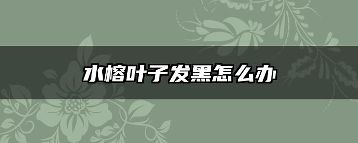 水榕叶子发黑怎么办