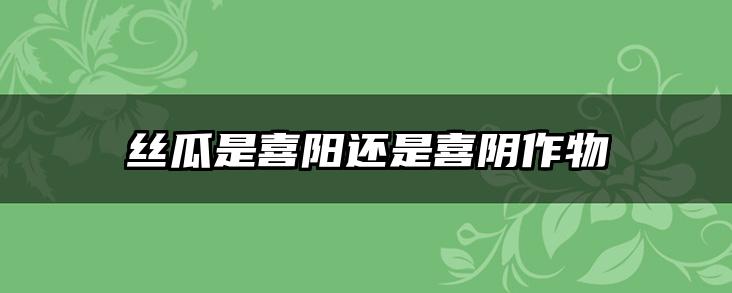 丝瓜是喜阳还是喜阴作物