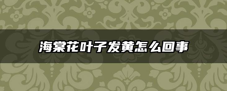 海棠花叶子发黄怎么回事