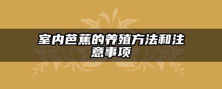 室内芭蕉的养殖方法和注意事项