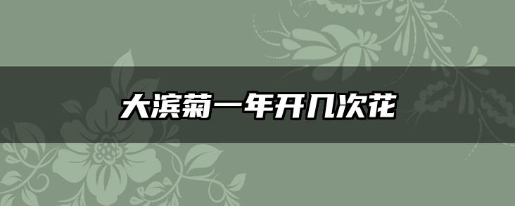 大滨菊一年开几次花