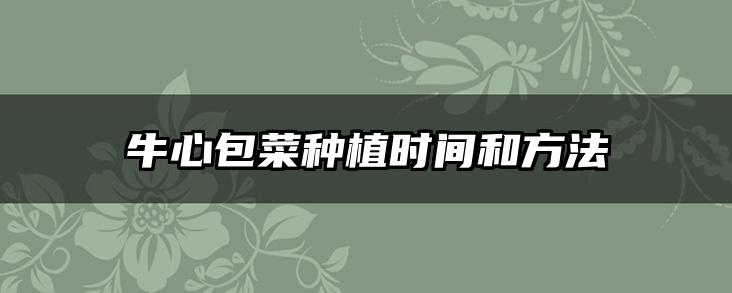牛心包菜种植时间和方法