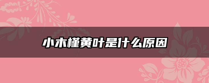 小木槿黄叶是什么原因