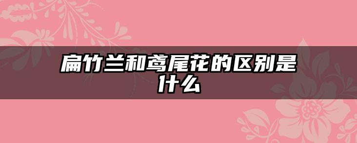扁竹兰和鸢尾花的区别是什么
