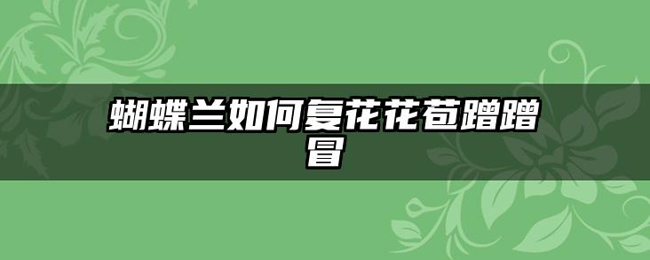 蝴蝶兰如何复花花苞蹭蹭冒